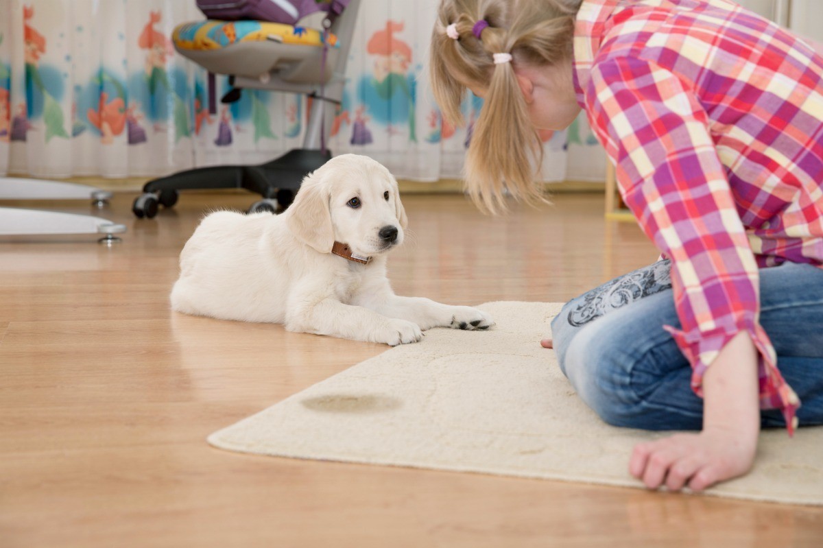 dog_peeing_inside_x2